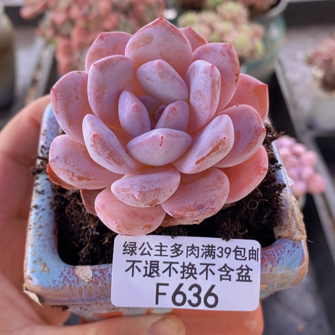 冰糕6cm636多肉植物