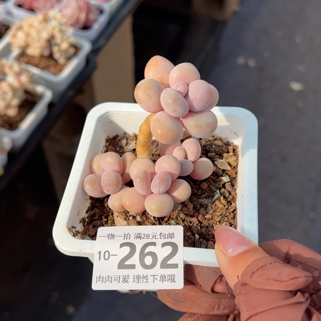 桃蛋多肉多肉多肉多肉多肉多肉多肉