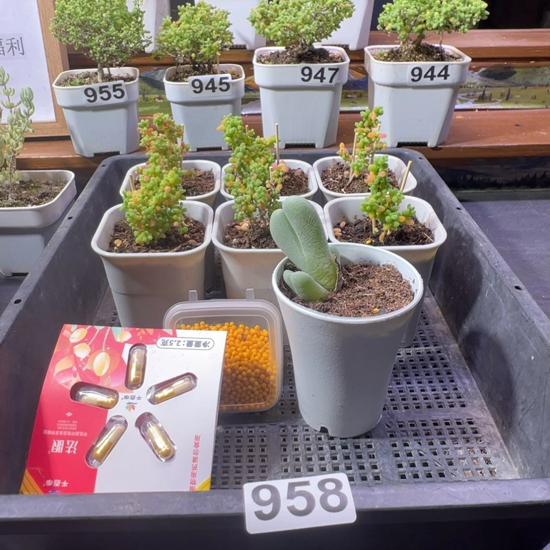 枝干番杏多肉植物958乐