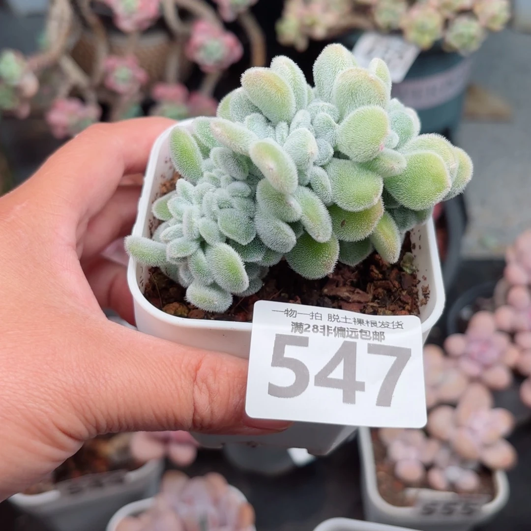 雪晃星缀化无盆土发货