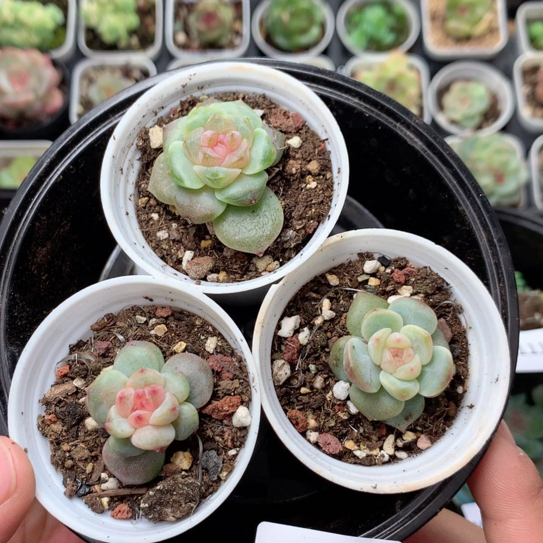 无花朵V112英语英语