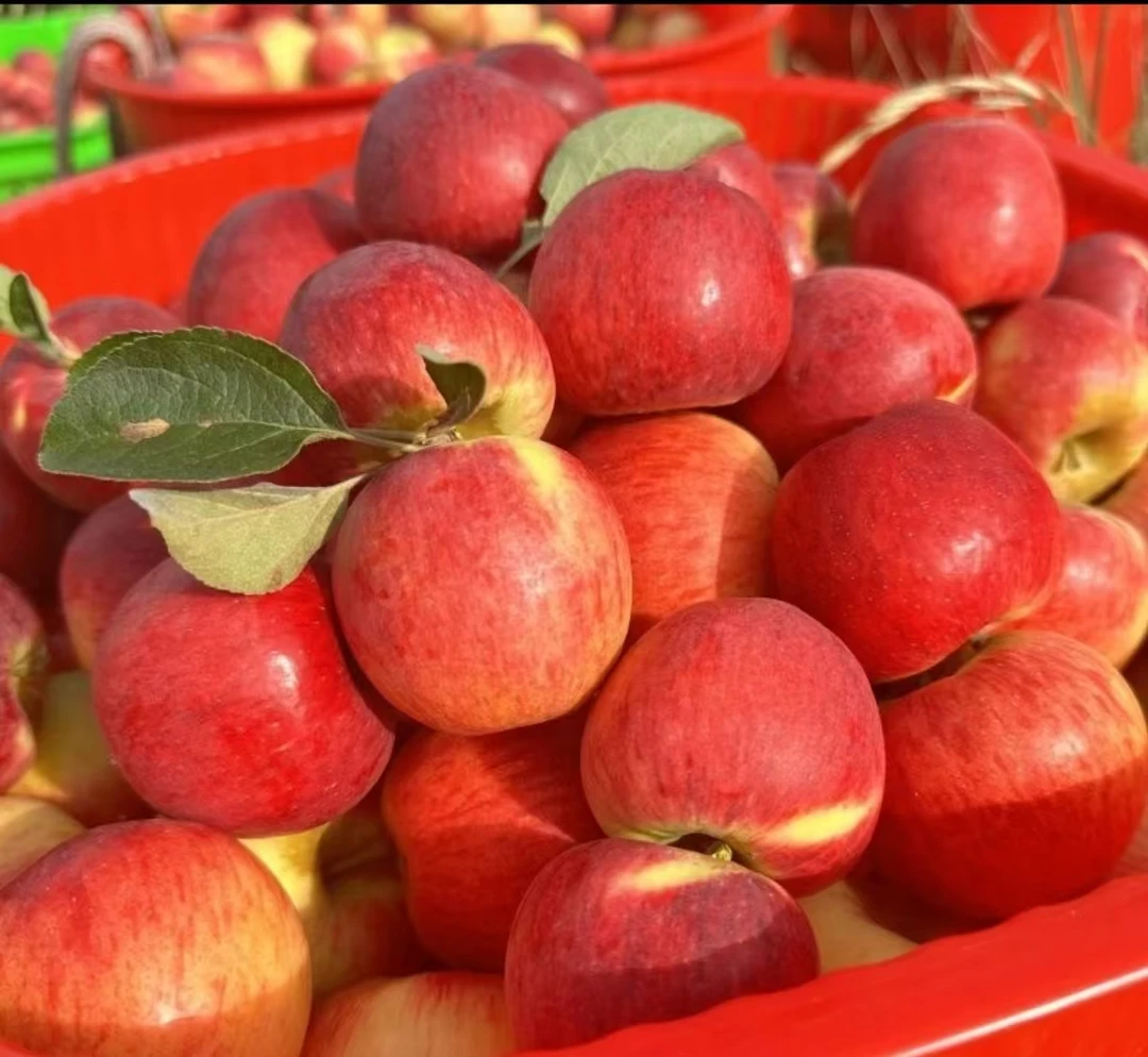 正宗云南昭通丑苹果新鲜平安夜圣诞现摘十五脆甜多汁水果糖心苹果