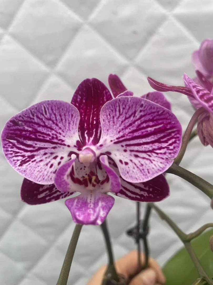 （山楂树）蝴蝶兰 云南昆明基地直发带花带花苞1棵