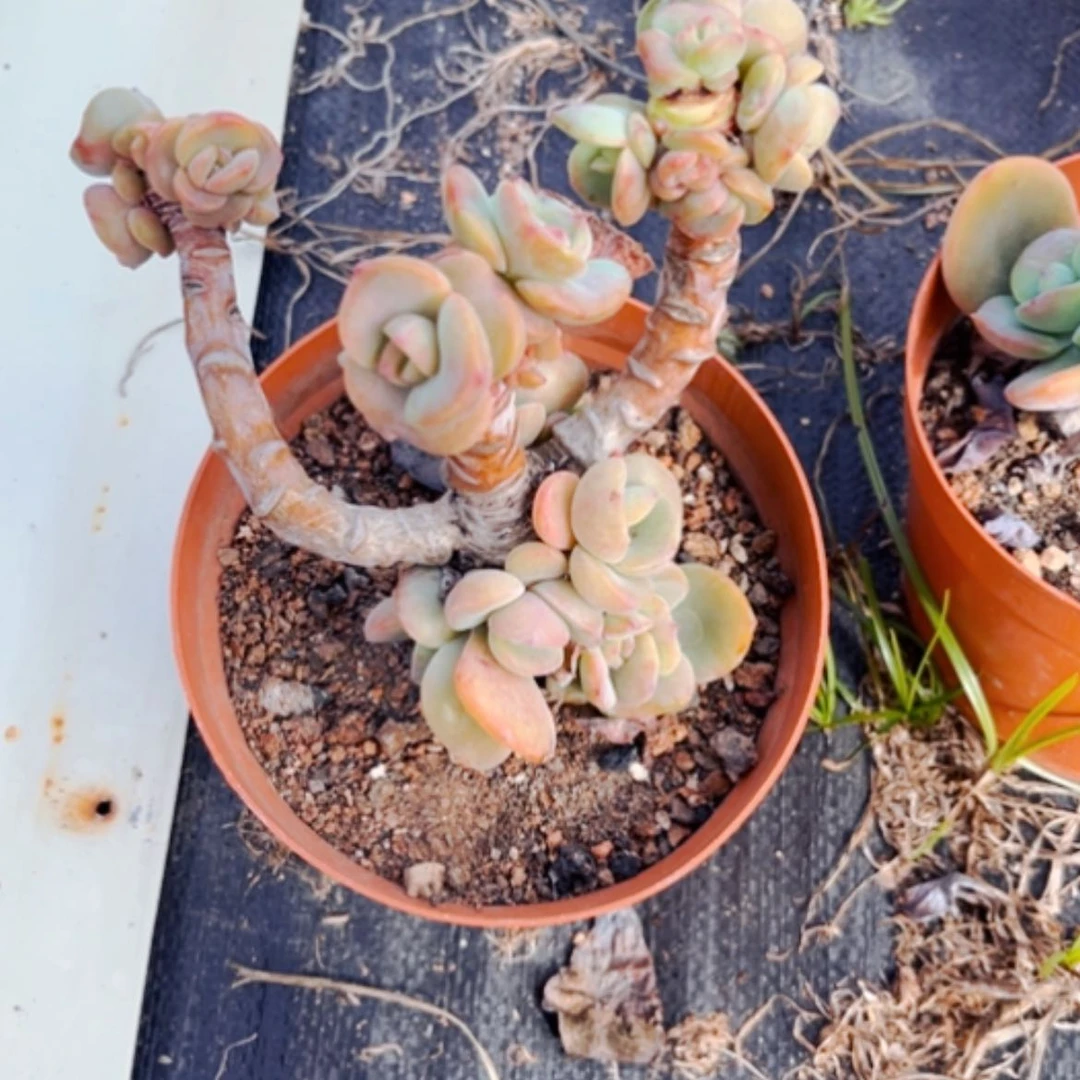 【闪购商品】粉*白凤