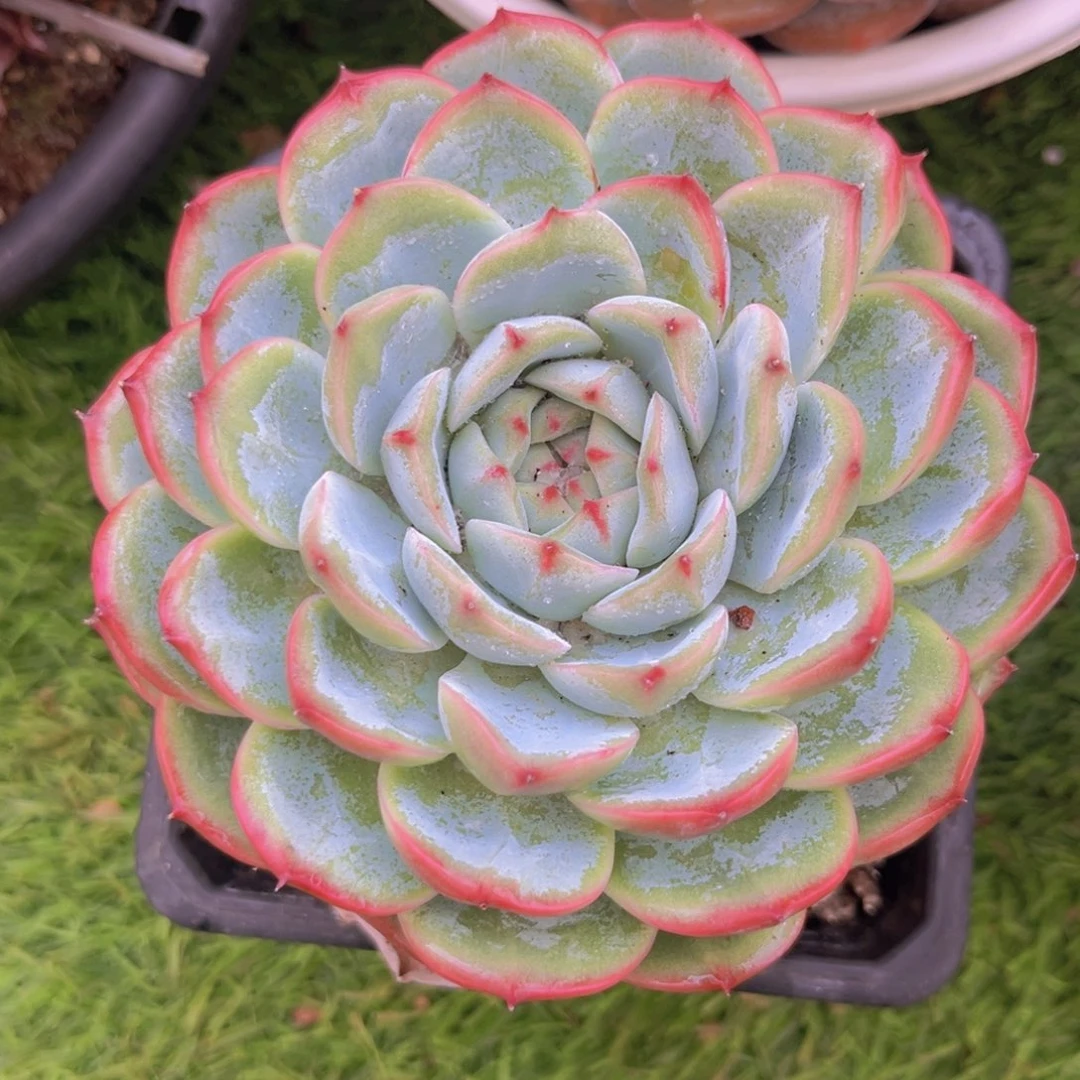 12公分999888888889888