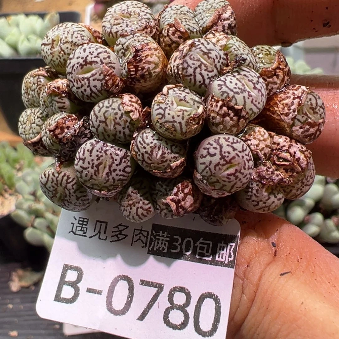 多肉植物1111111111111