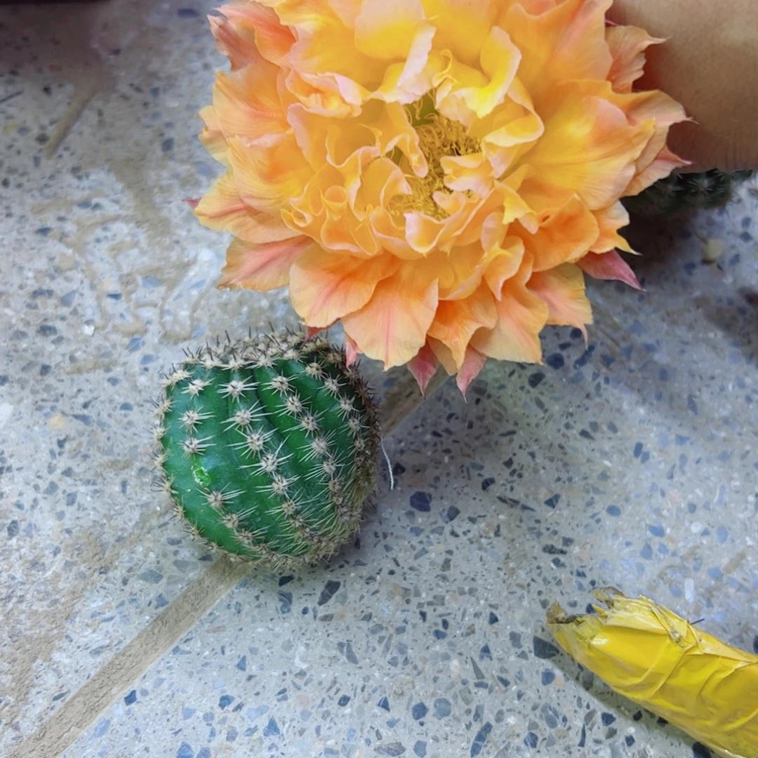 下4彩草国色天香歪无根侧牙4公分左右20包邮