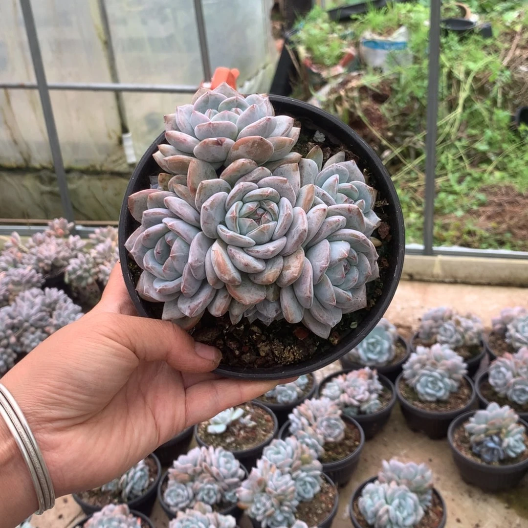 无花朵无砍哈哈哈哈哈哈哈哈哈54