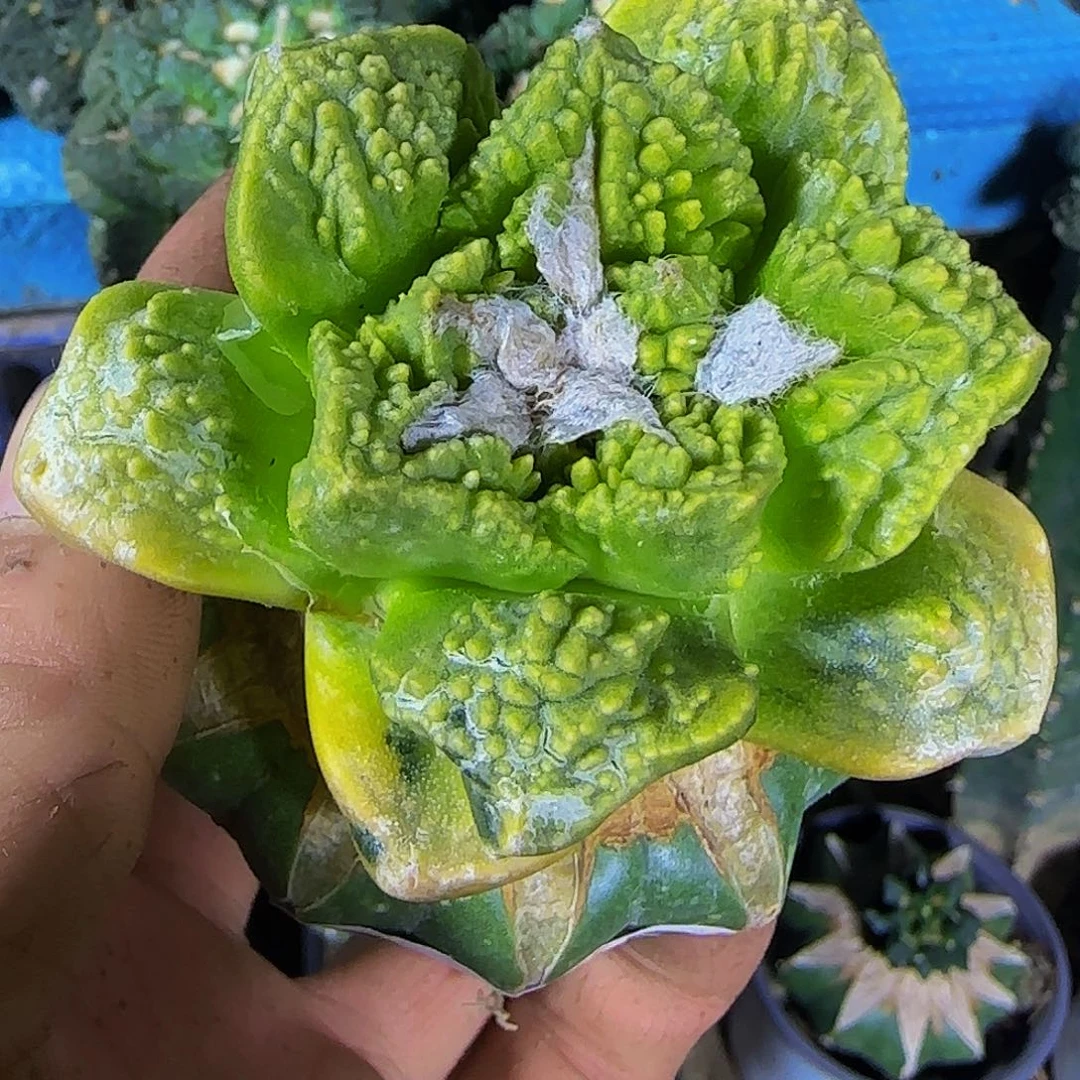 龟甲锦653仙人球开花