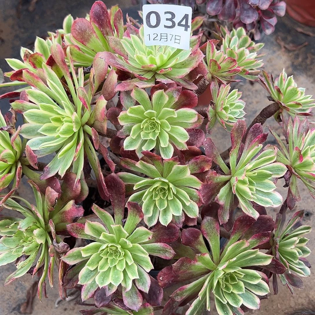 12.7-34舞天姬多肉