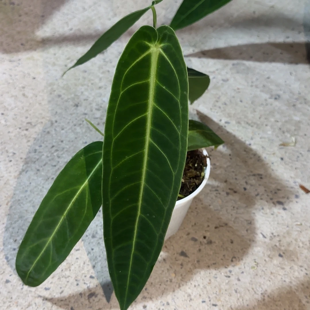 完全开放优选火鹤后