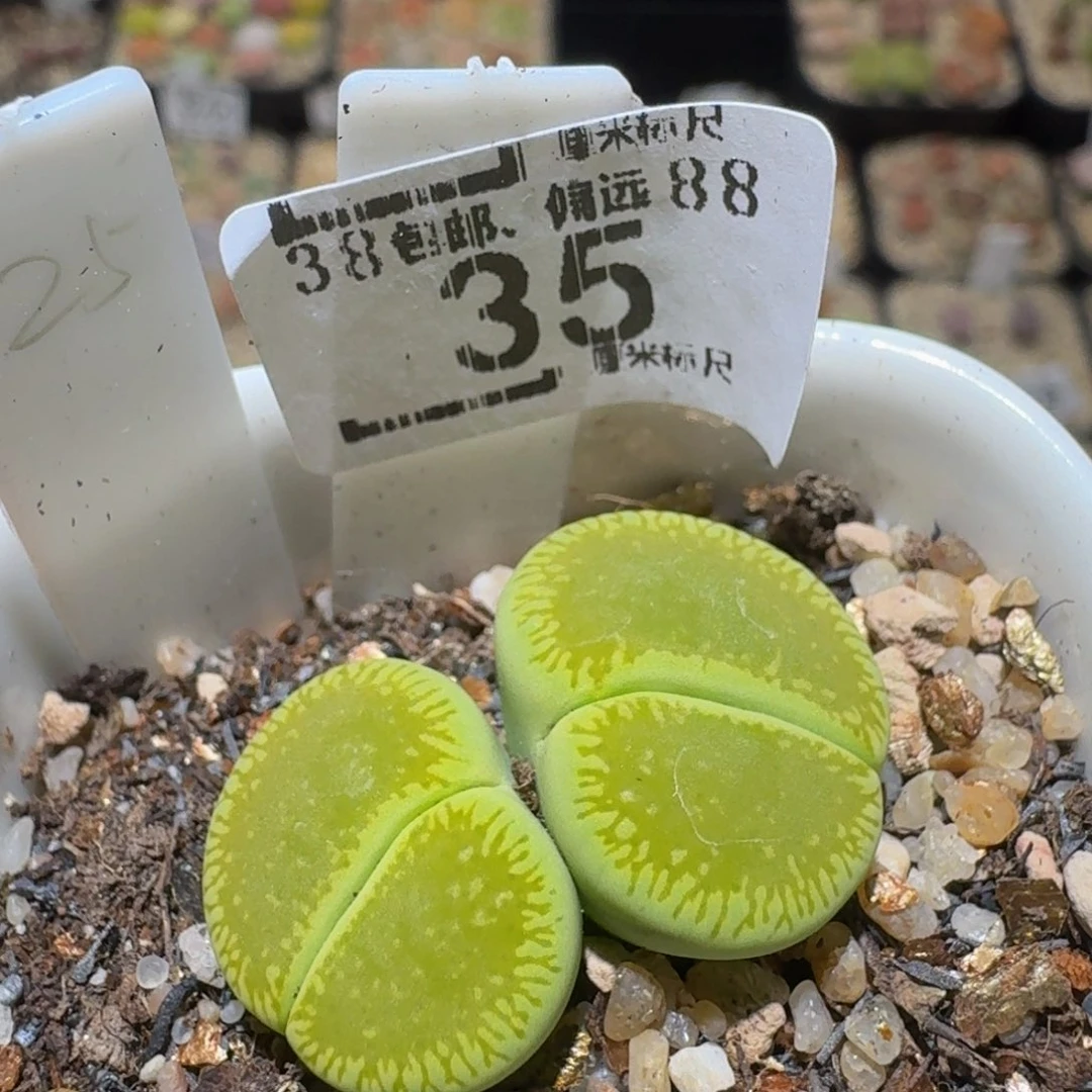Sssss绝绝绝子生石花35