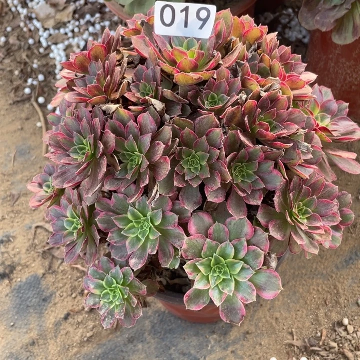 开***天无花朵019多肉植物安娜