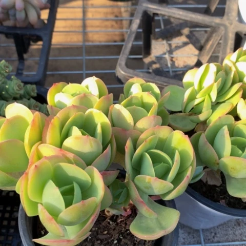 碧桃。