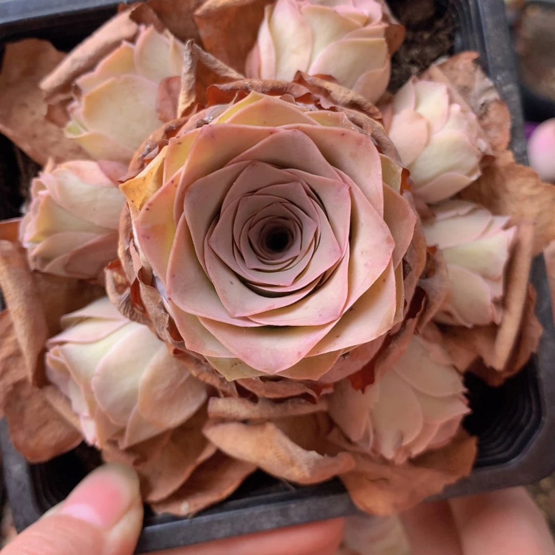 一物一拍星辰清秋099