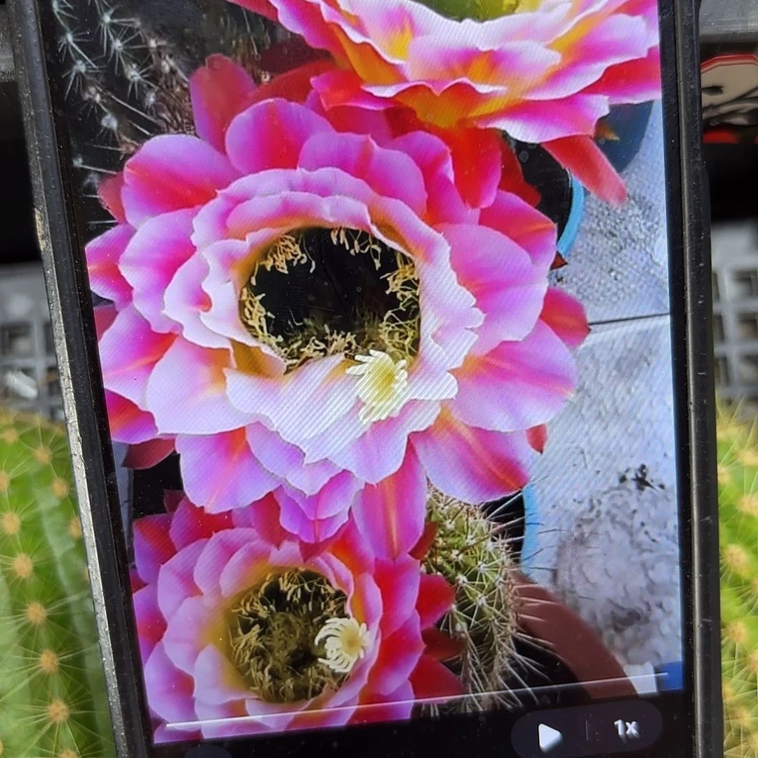 署光毛侧牙20包邮28