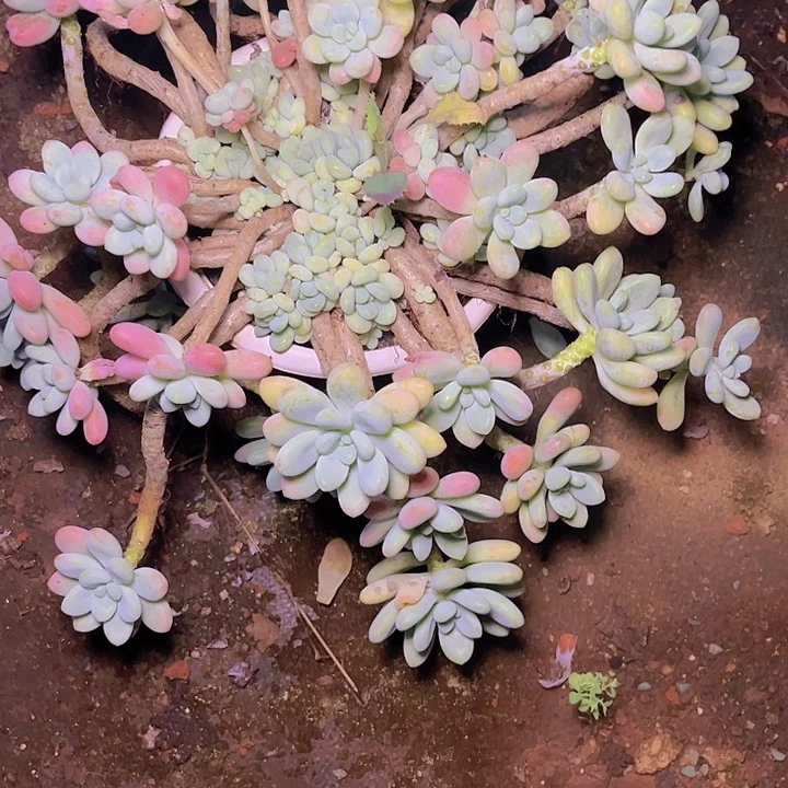 悠***然一年来第一部小说在英国被选