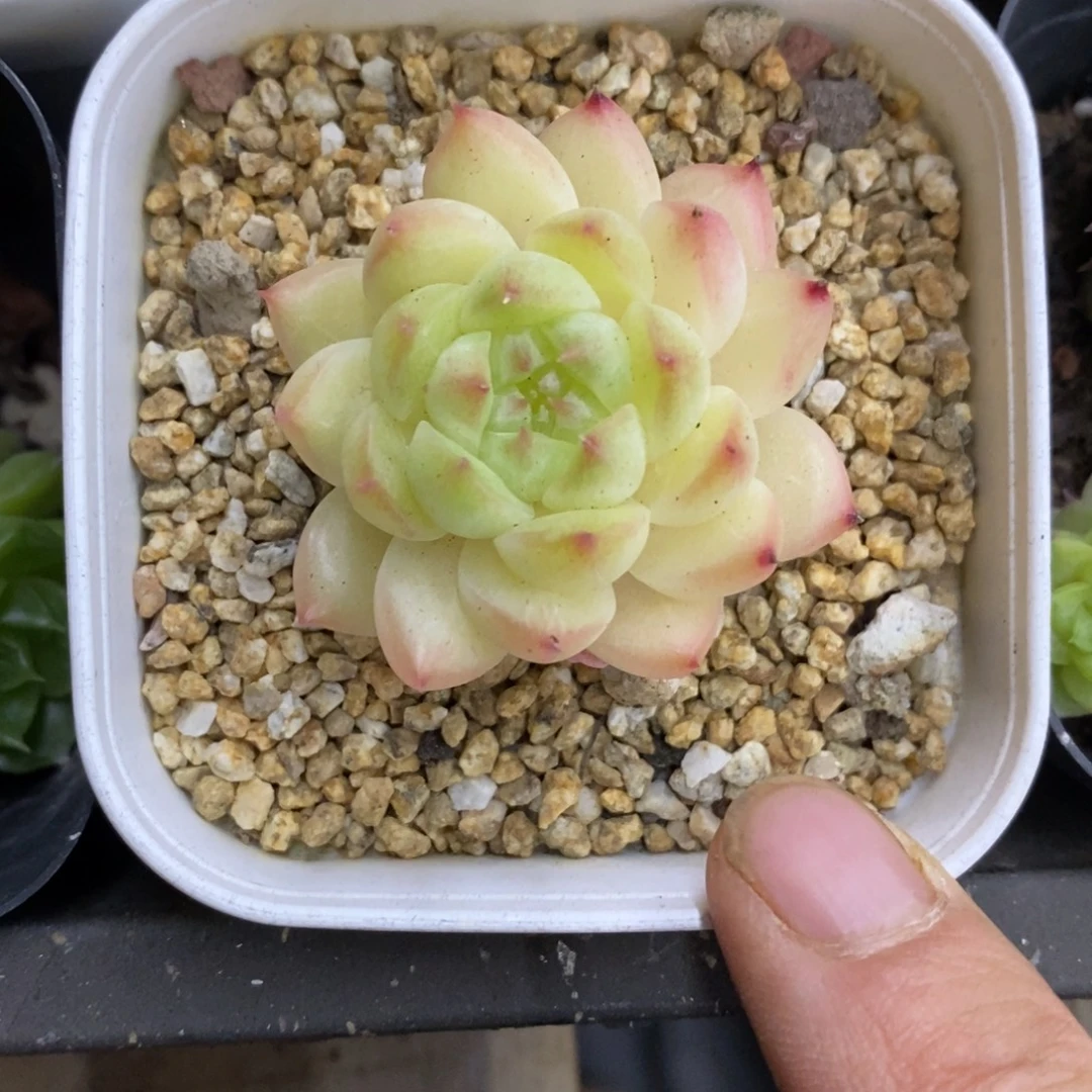 精品多肉一物一拍不包整234