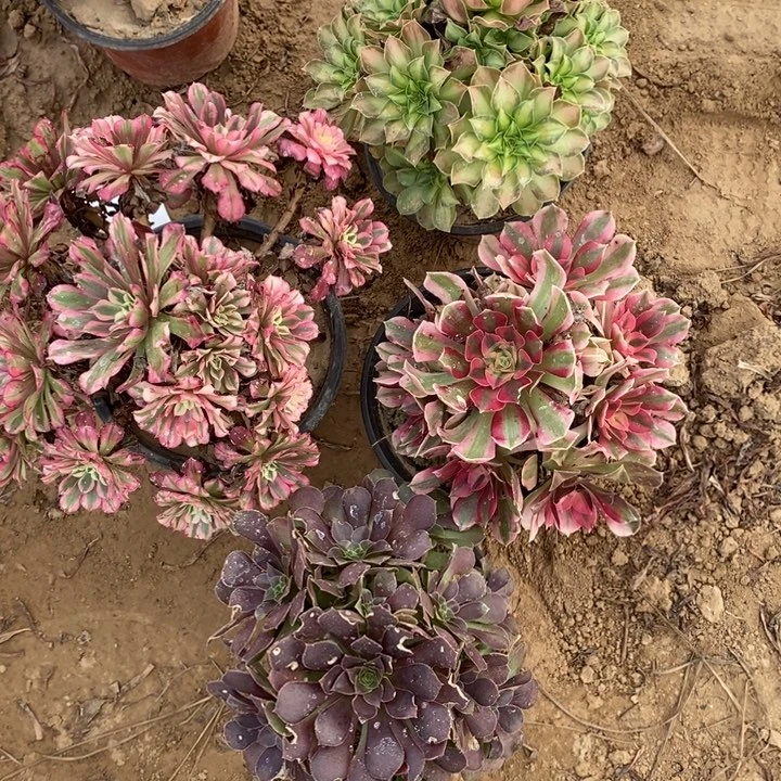 完全开放593组合套餐多肉植物