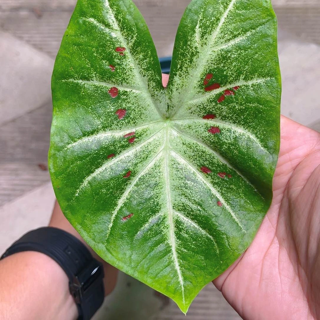 完全开放4867泰彩