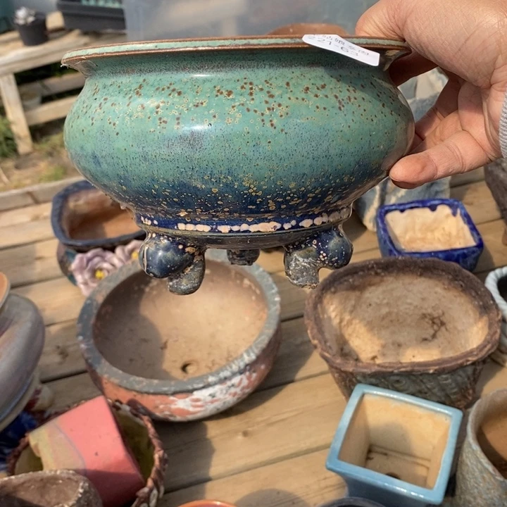 红陶云63号多肉盆一个呀