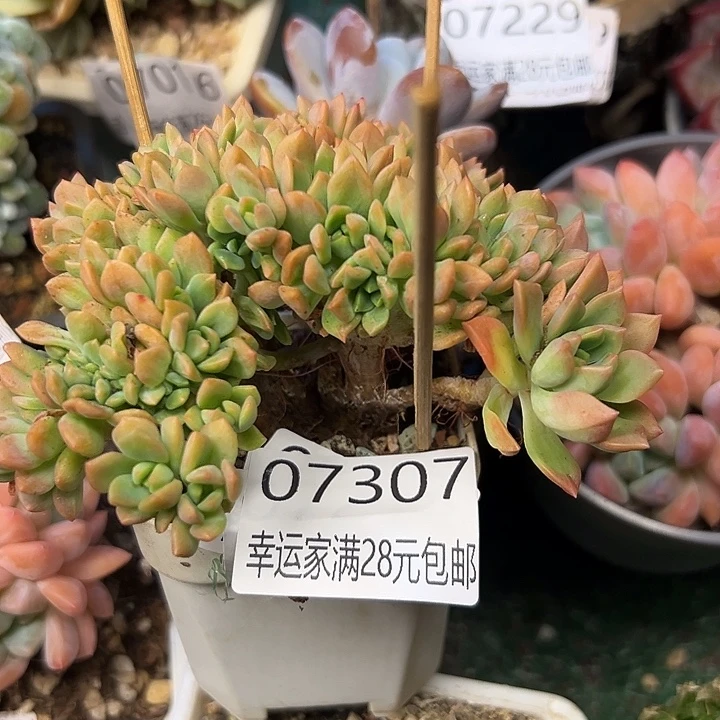 幸运的是我还在努力地