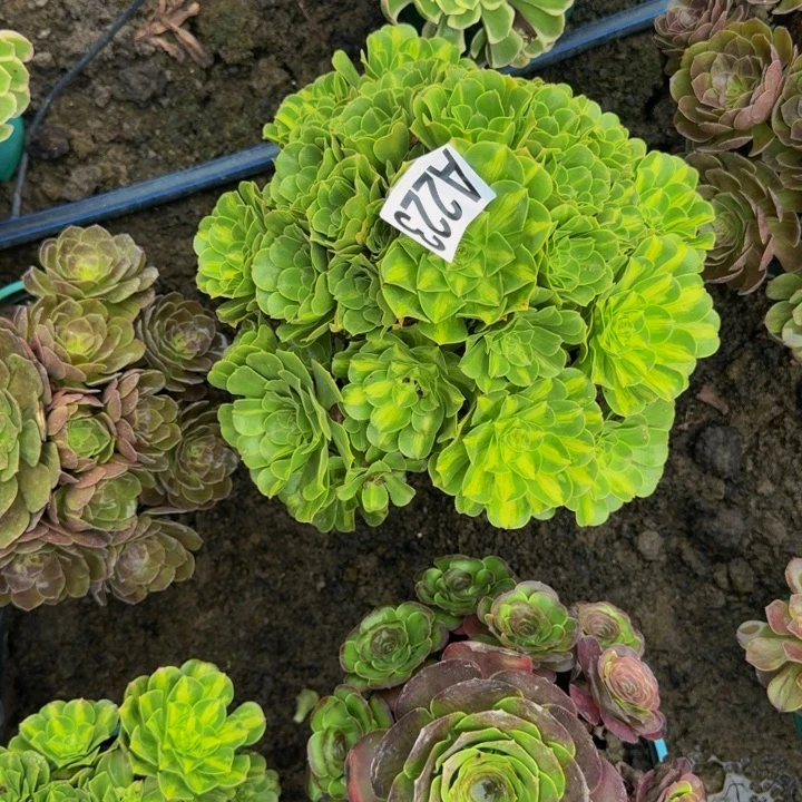 琉璃花25-10包邮花花