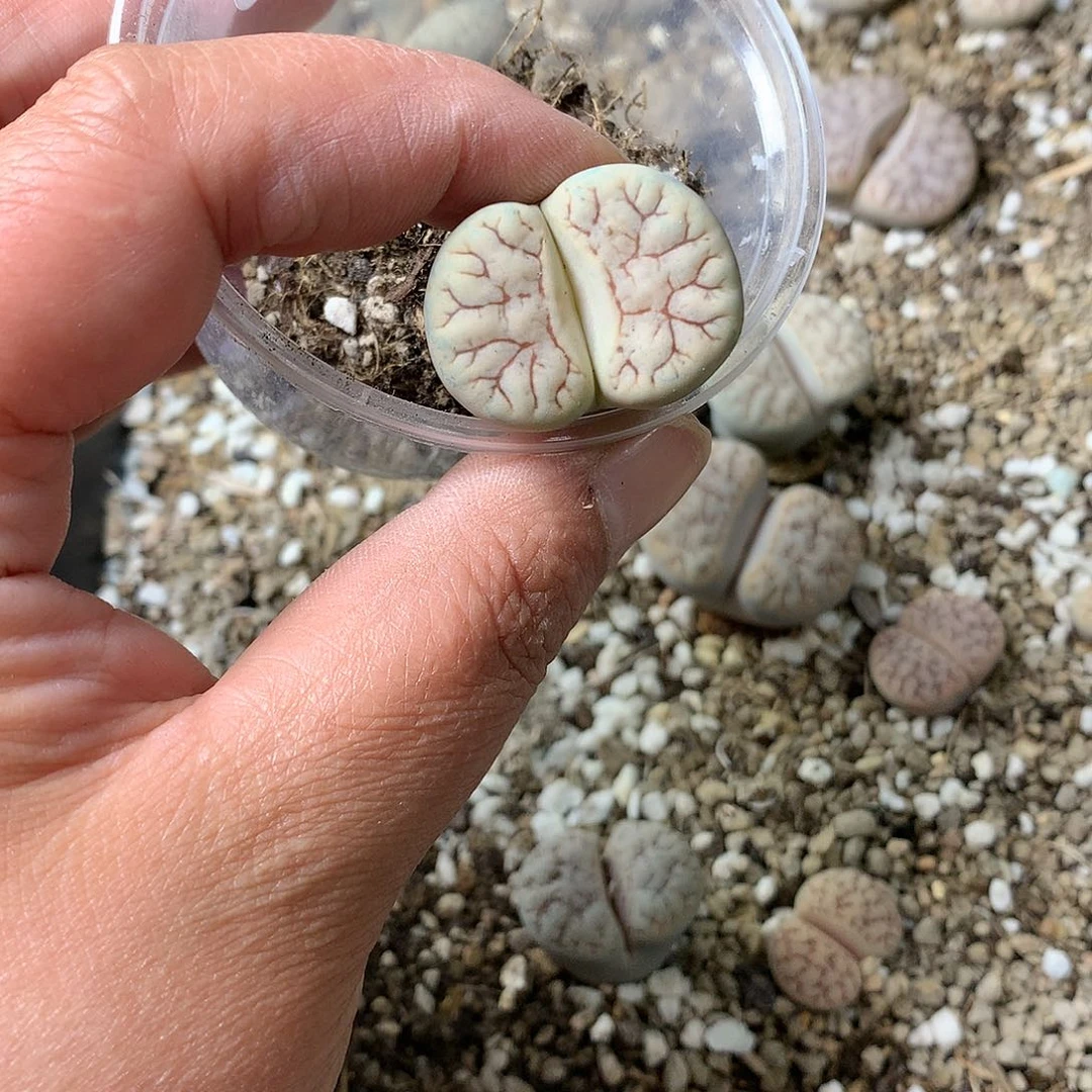 夕**夕R876多肉植物保护研究所