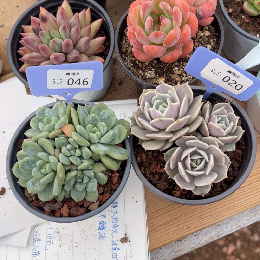 臭****?定向9.15-046 020 两颗