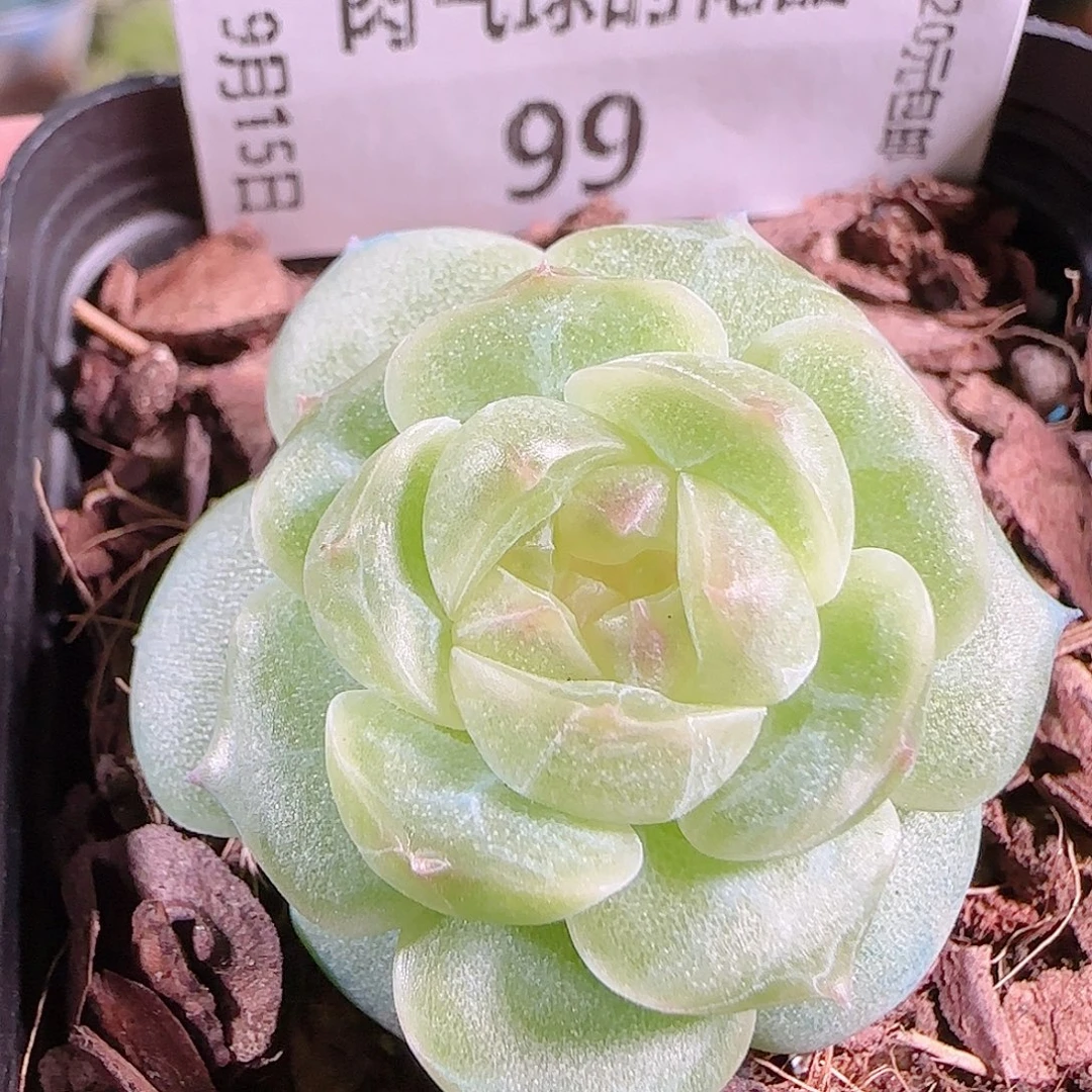 0915--- 99A29糖心珍妮