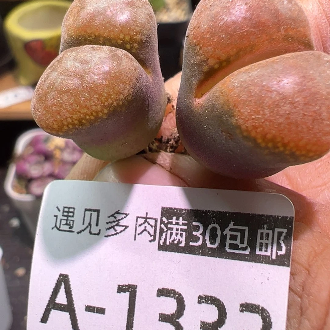 多肉植物1111111111111