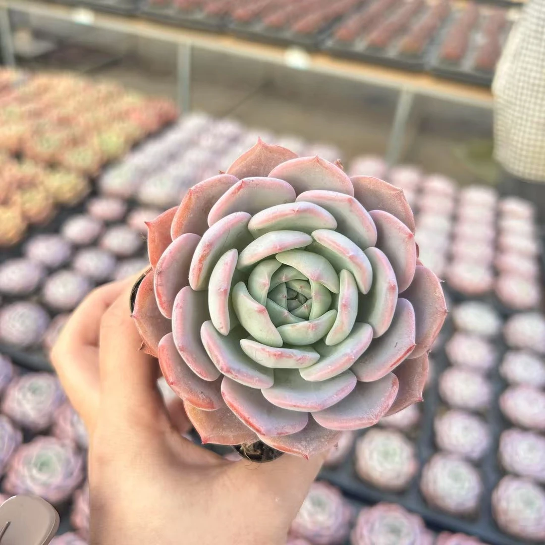 7#蒂芙尼蓝前男友精品多肉 SM0029