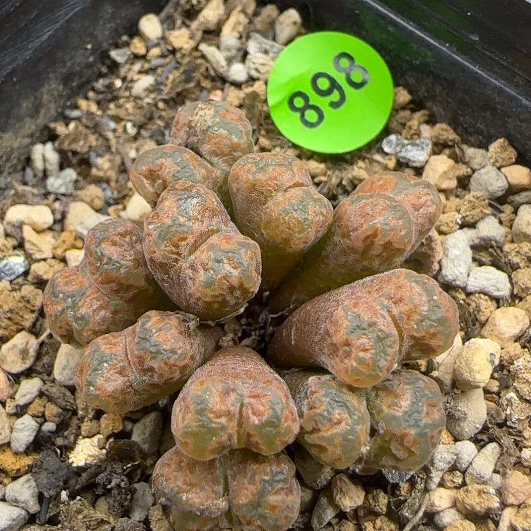 火柴头勋章群10头898