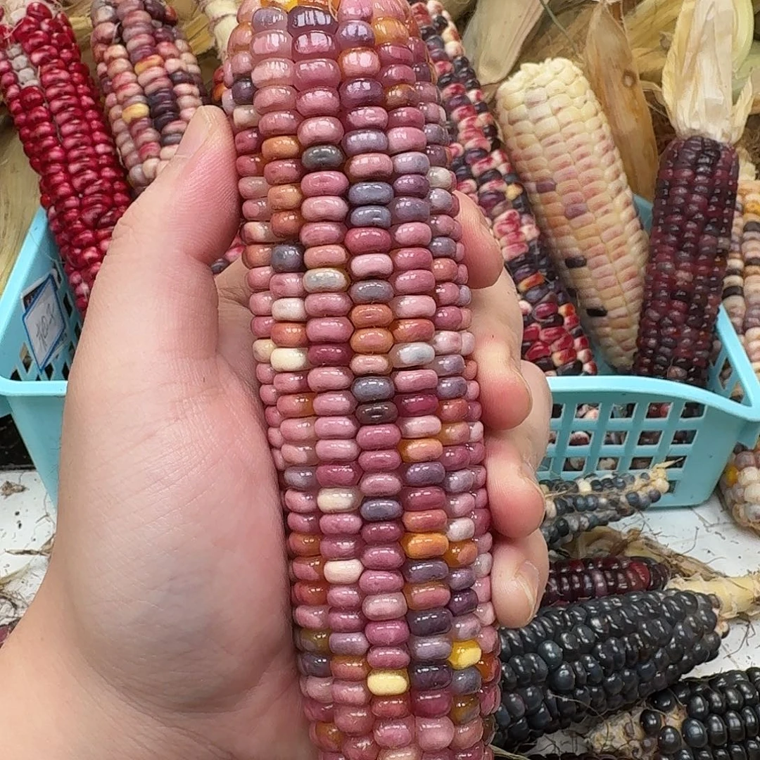 蛛***蛛吊坠柏香籽/百香籽