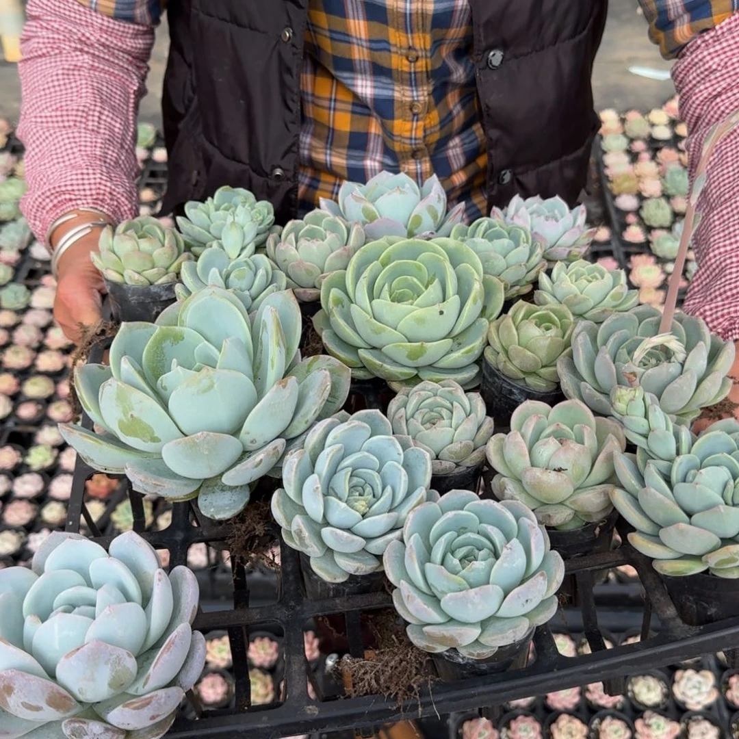 多肉杂交一物一拍13-80