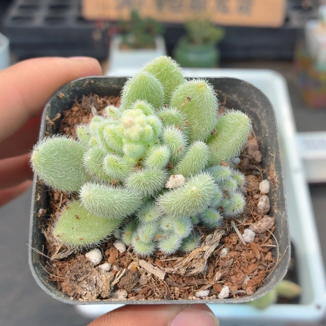 杏东尼多肉9.9包邮发货