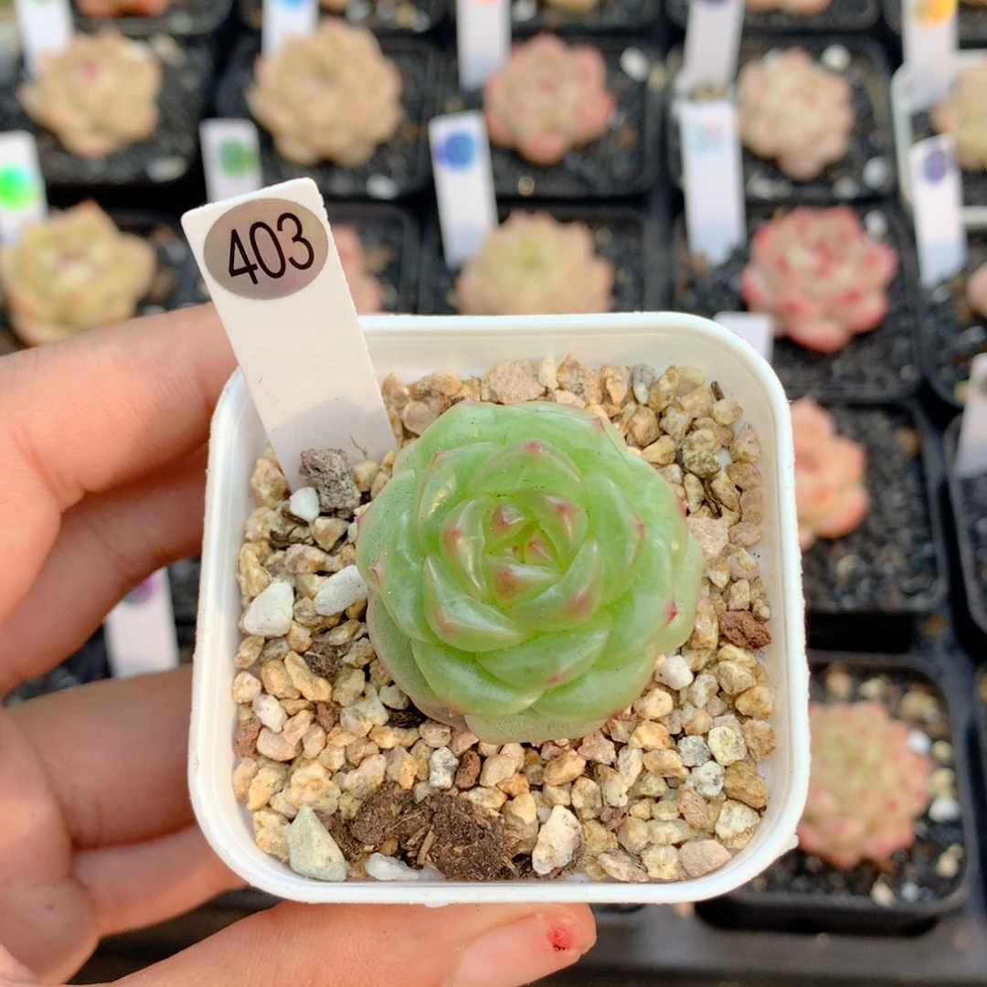 58包邮 群生不包整403