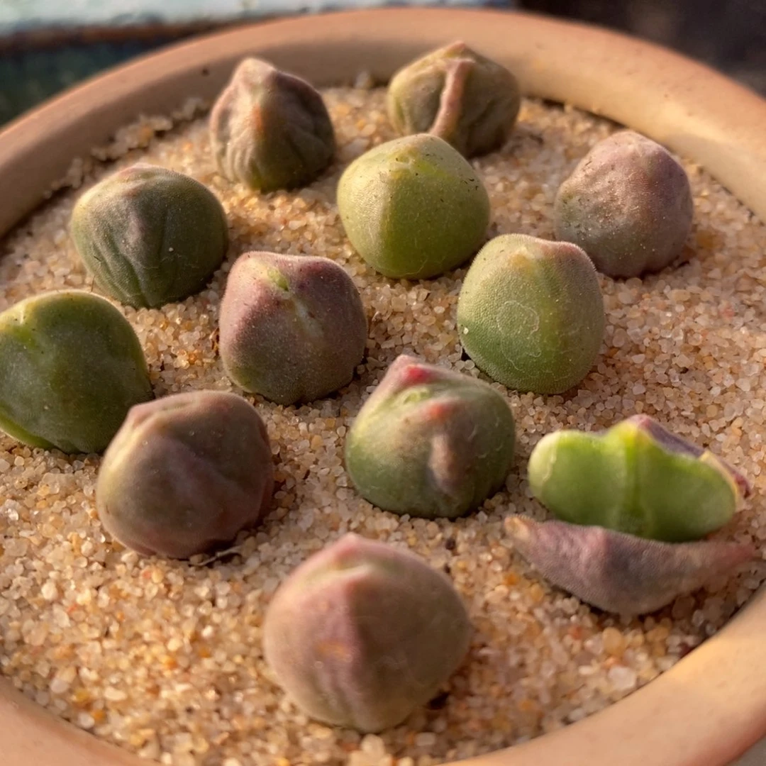 1410大眼睛空蝉一颗