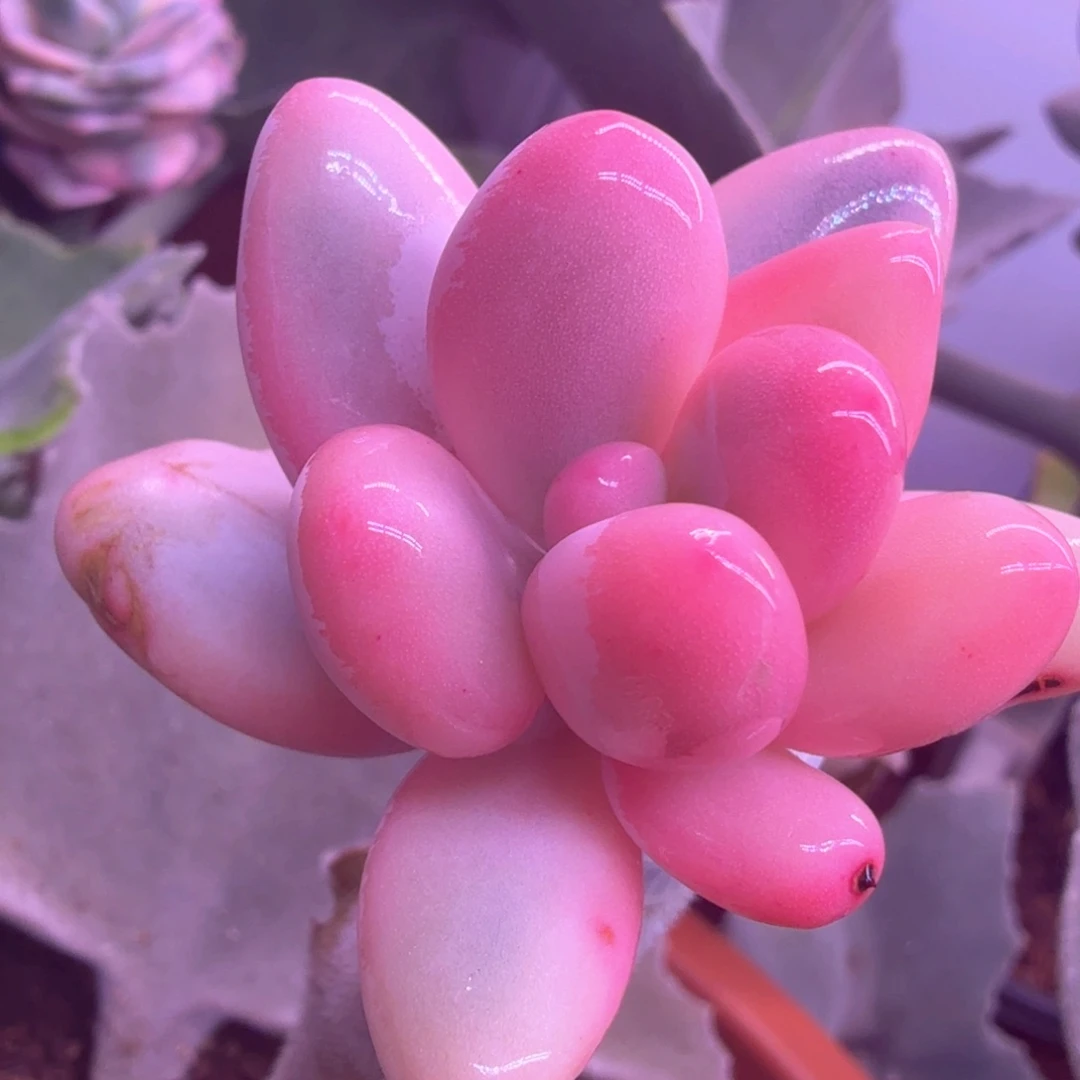 奶酪锦 多肉植物锦