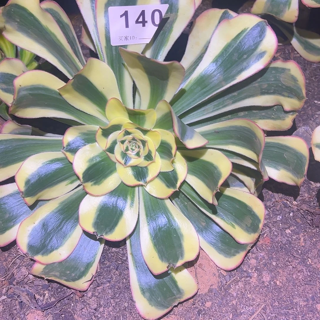 y***o精品多肉植物140军美丽