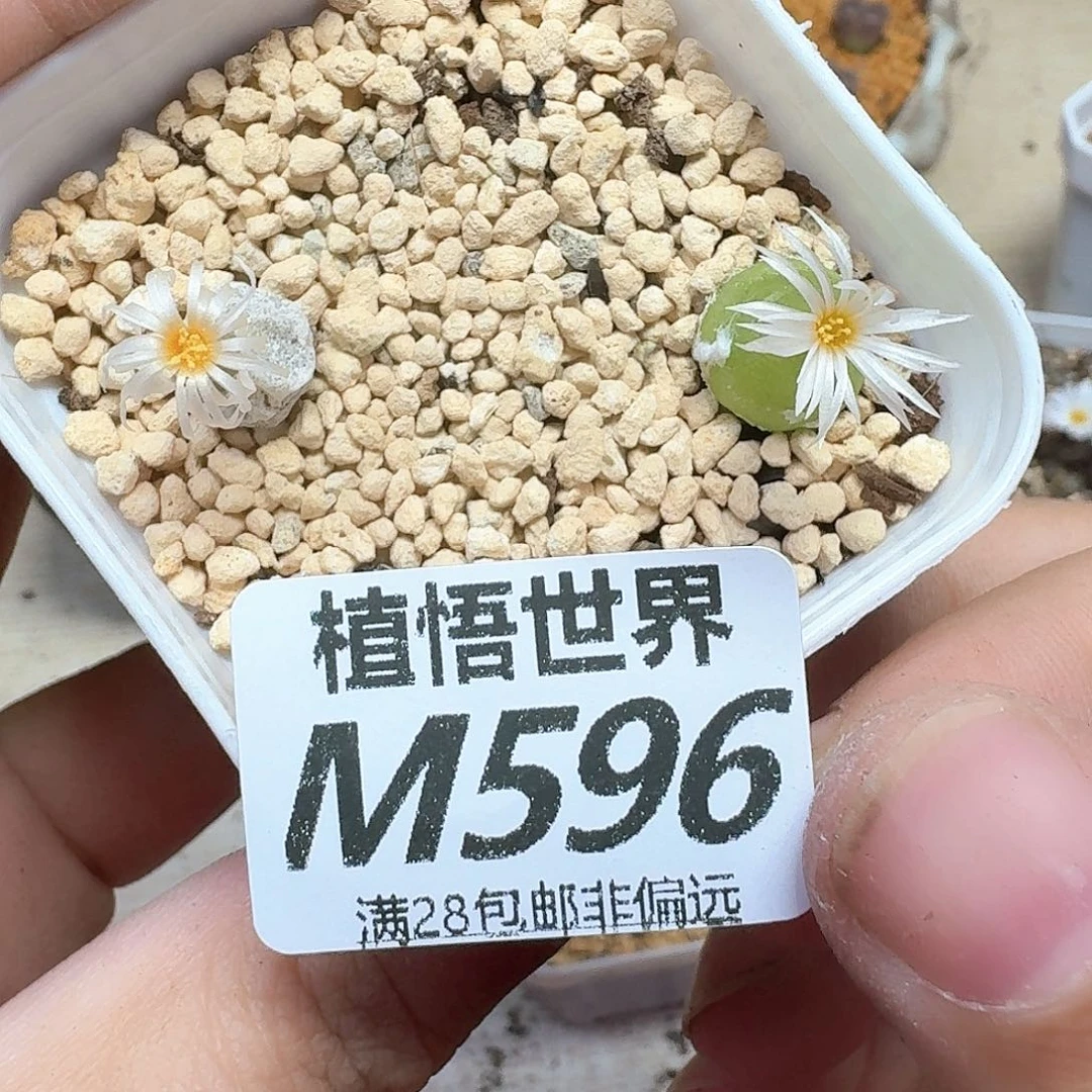 多肉植物的润泽和法