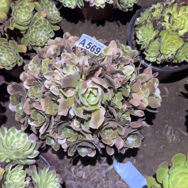 香妃……不包断枝……多肉植物