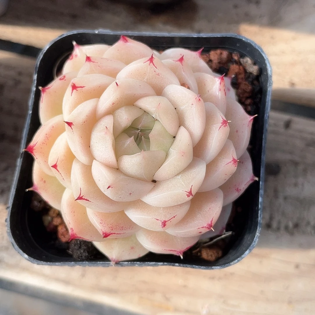 优选麦秆福利8213