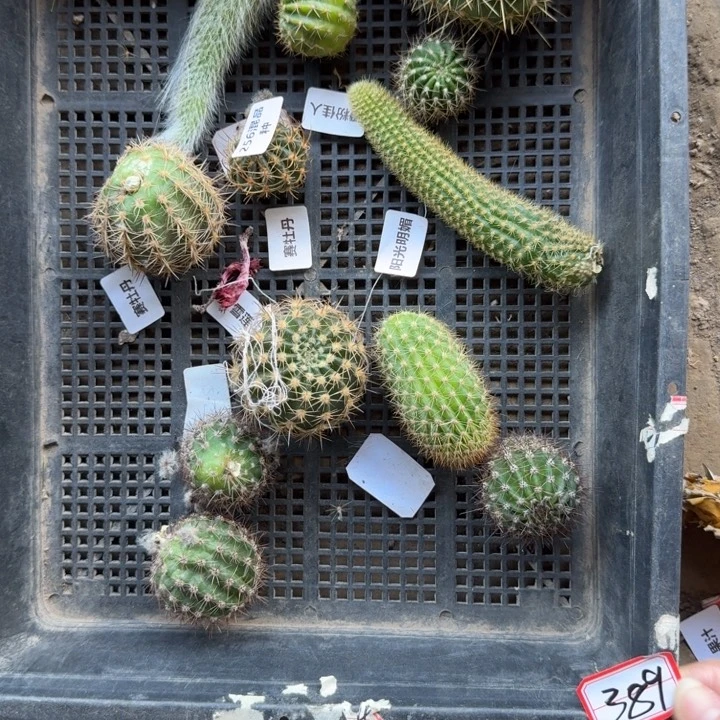 389混品种任意2个很小无根侧牙3公分左右，20包邮