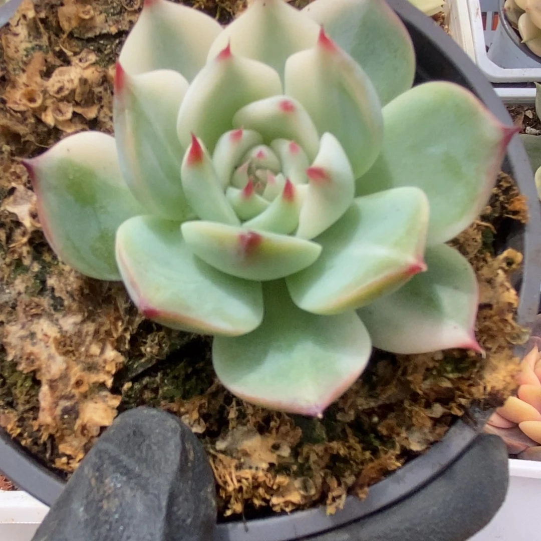 044锦锦锦锦锦锦锦锦