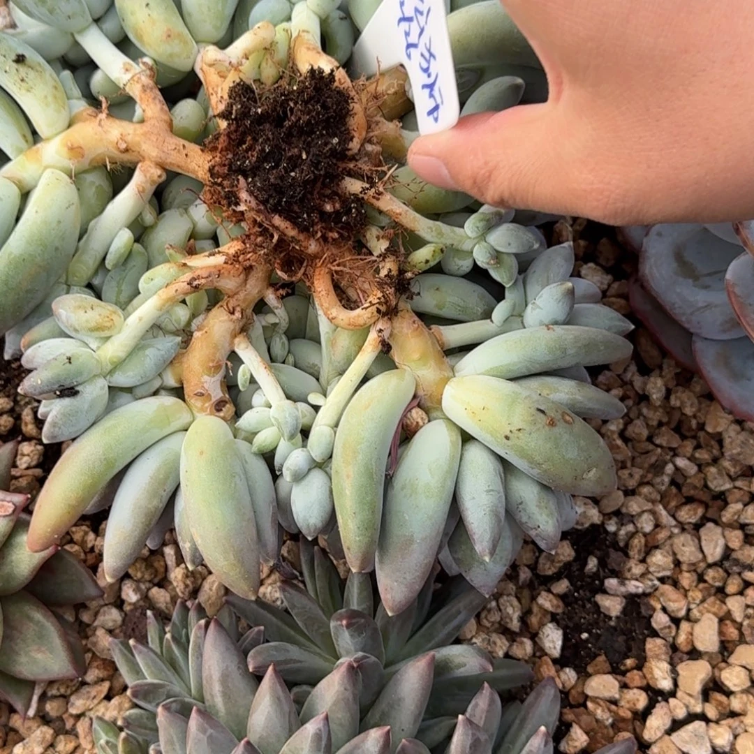 大***狮星空美人精品老桩