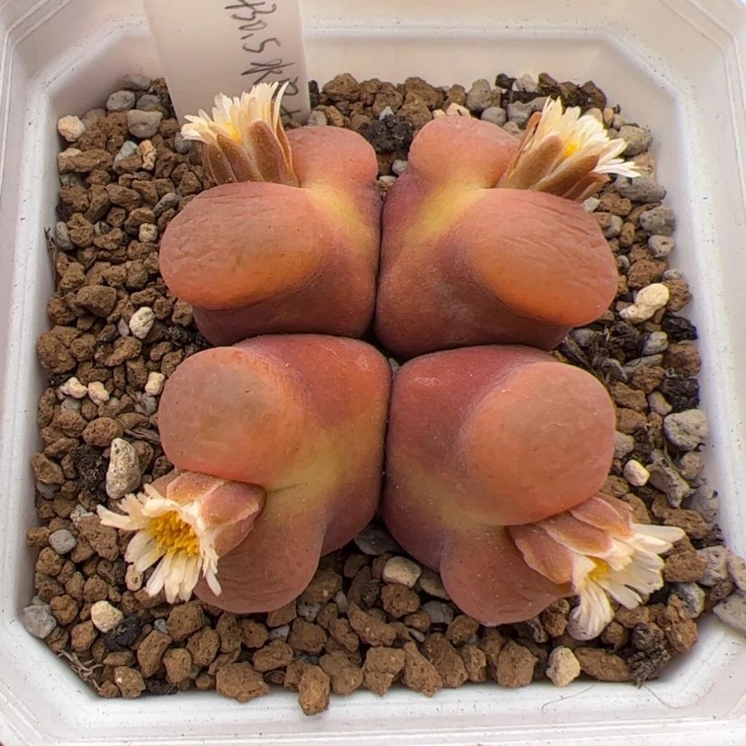067号水蜜桃1430.5 多肉植物