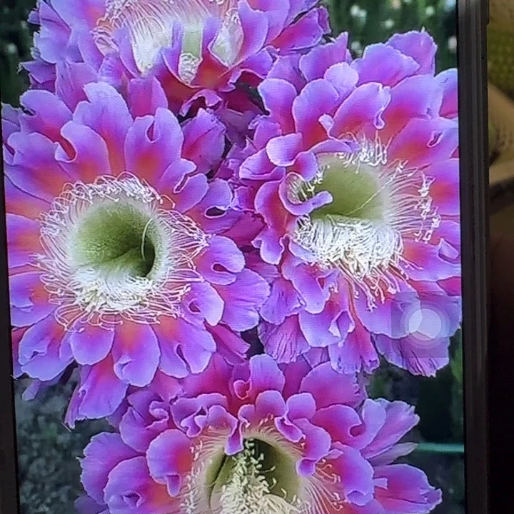 云雨侧芽4公分左右彩草