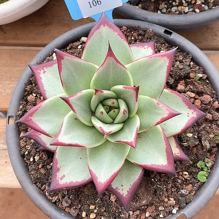 106-直播福利 乌木