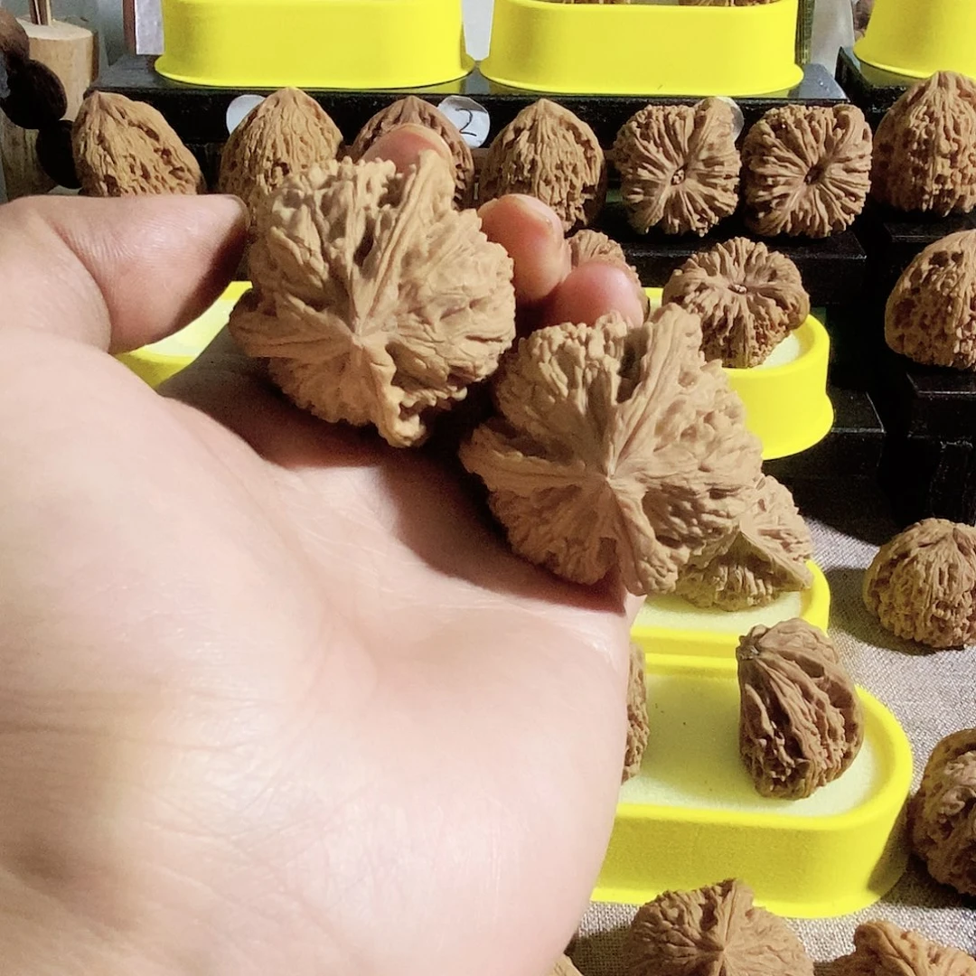 菩提籽类今天的我是个